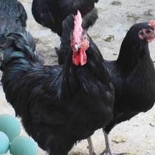 通城縣祖元家禽養(yǎng)殖場