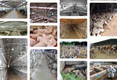 養(yǎng)殖場1袋22元的高效持久生物除臭消毒劑解決臭味氨氣等問題,效果比10瓶1公斤的生物除臭劑效果可能更好,但成本不到三分之一