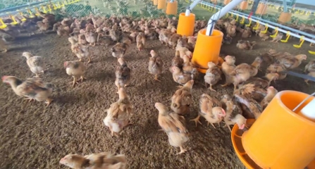 聲音貴州-生態(tài)家禽創(chuàng)新養(yǎng)殖模式