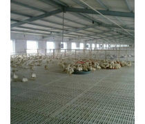 養(yǎng)殖場鴨熱賣促銷