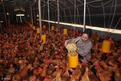 養(yǎng)殖常識:玉米是怎樣直接影響蛋雞生產(chǎn)性能的?