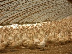 陸豐市瑩福生態(tài)園養(yǎng)殖場