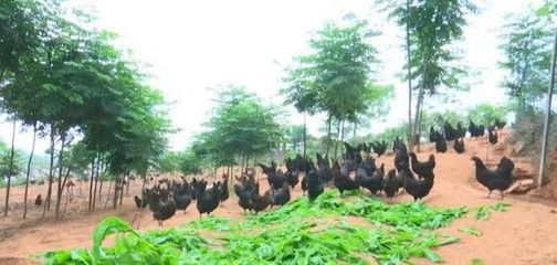 優(yōu)秀!我市乳源瑤鄉(xiāng)大米、南雄牛肉干和南雄五黑雞3個產(chǎn)品入選2022年首批全國名特優(yōu)新農(nóng)產(chǎn)品名錄