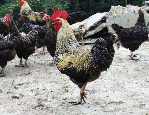 9月24日星期天,北湖本土農(nóng)產(chǎn)品直銷趕集會 駱仙小區(qū) ,等你來搶購