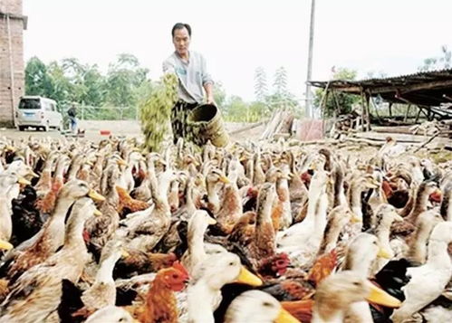 飼喂紅薯和野菜 保證家禽 原生態(tài)