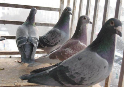 今年農(nóng)村養(yǎng)殖這些家禽和牲口比較有錢景