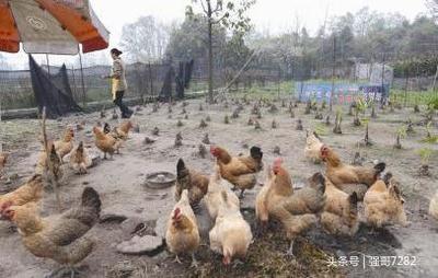 準備投資養(yǎng)殖業(yè),建家庭農(nóng)場需要辦理哪些手續(xù)