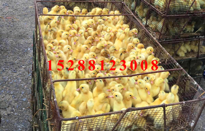 金定鴨苗飼養(yǎng)要多注意觀察及時跟進進行鴨苗分群_家禽_農(nóng)業(yè) - 嘻嘻哈哈分類信息