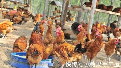 2022年家禽養(yǎng)殖最大的變數(shù)或不是家禽行情,而是豆粕價格