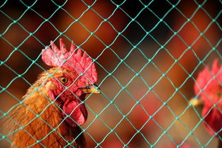 后 禽流感 迎來變革 家禽養(yǎng)殖業(yè)或?qū)⒅匦孪磁? class=