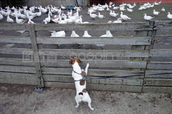 Jack Russell Terrier在鵝舍前