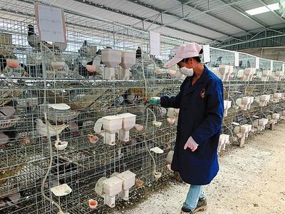 疫情之下,家禽養(yǎng)殖戶如何渡過難關(guān)?增加宰殺生產(chǎn)線 電商平臺配送到家