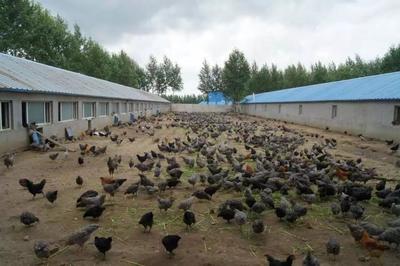 梅河口市直機關(guān)黨工委引進戰(zhàn)略合作企業(yè) 成功簽約特種養(yǎng)殖示范基地項目