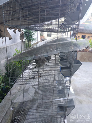 野生動物不能養(yǎng)殖改養(yǎng)兔子和種植油茶相結(jié)合賺錢