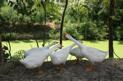 雜食性家禽鵝的壽命一般是多久?怎么分公母?營養(yǎng)價值有哪些?附市場前景分析