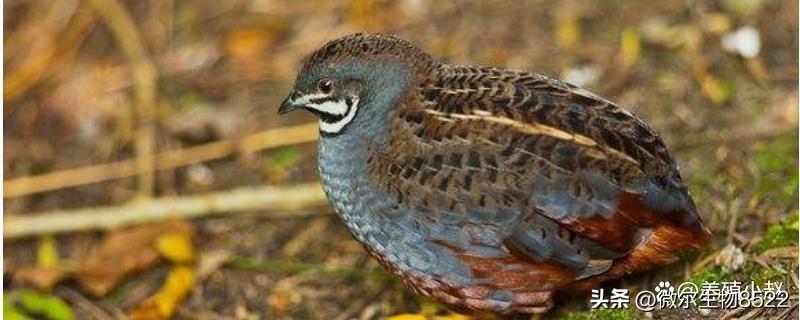 蘆丁雞的養(yǎng)殖方法和注意事項有哪些?