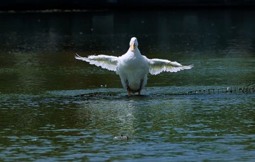 肉鴨場區如何與外界隔離