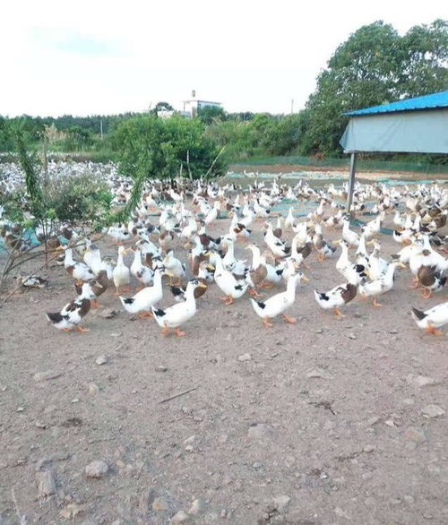 鴨子養殖注意這5點,體型肥又壯