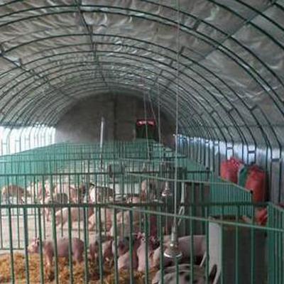 【華夏棚業(yè)】養(yǎng)殖大棚家禽養(yǎng)殖大棚