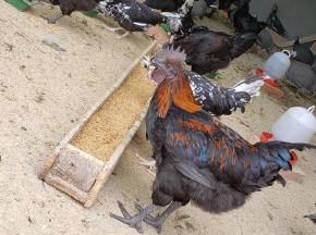 【家禽養(yǎng)殖加盟】家禽養(yǎng)殖加盟條件_加盟費用_多少錢 –成都58同城