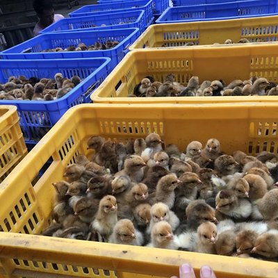 巍山瑤雞苗批發價來電有優惠-養殖家禽的利潤