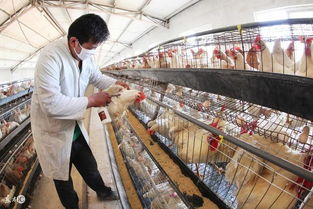 養豬賺錢還是養雞賺錢 養殖技術 資金 學習力決定你能否賺錢