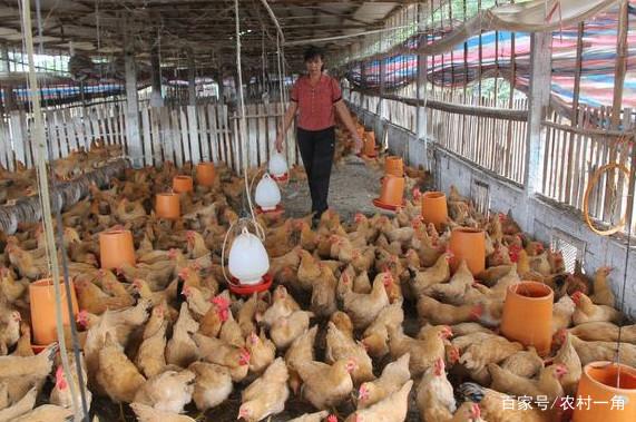 農村養殖:這4種環境對家禽養殖有很大影響!