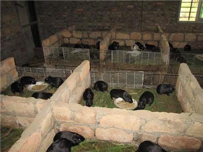 農村養殖什么本錢少又好養不愁銷路!