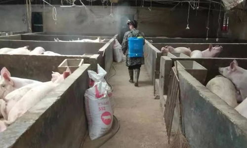 戰疫情 保春耕 懷化洪江市 水果天堂 春來忙