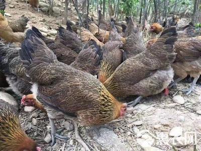 黑瑤雞苗,家禽精品好養。好吃。均重3公斤左右,提供養殖技術