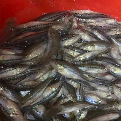 大嘴鱸魚苗高密度養殖場 3-6公分加州鱸出售 優鱸3號水產種苗