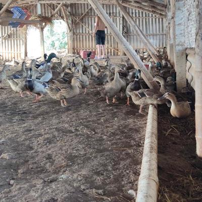 淘汰鴨老鴨下蛋老母鴨養殖戶直銷