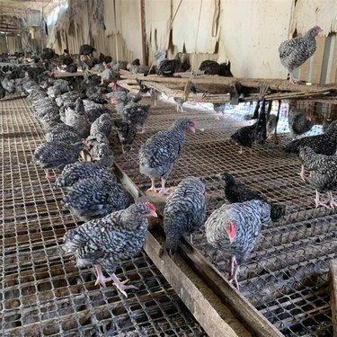 安康市漢濱區向恒養殖