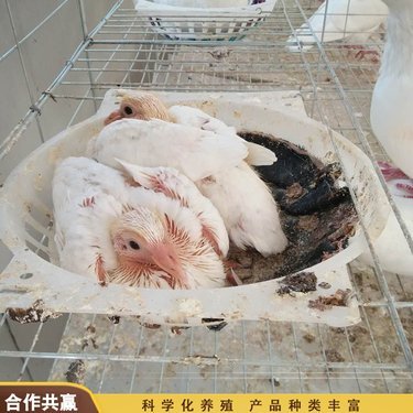 宣威市農興養殖