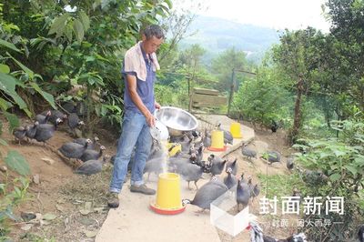 貧困戶家禽銷售遇難題 “互聯網+農產品”模式來解決