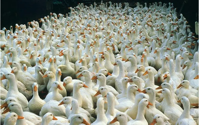 雞鴨鵝價格全面下滑,家禽養殖或將進入新一輪"衰退期"?