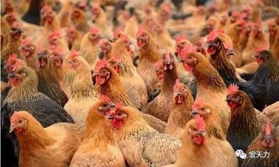 【家禽養殖】夏季雞群反復拉稀的原因及防治措施