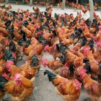 51農牧聯盟網農特供信息屬于51農牧聯盟網平臺(www.51nmlmw.com)包含蔬菜,水果,禽畜肉蛋,糧油米面,農資農機,種子種苗,水產,農副加工等產品類目,為廣大商家企業提供更便捷的交易方式。