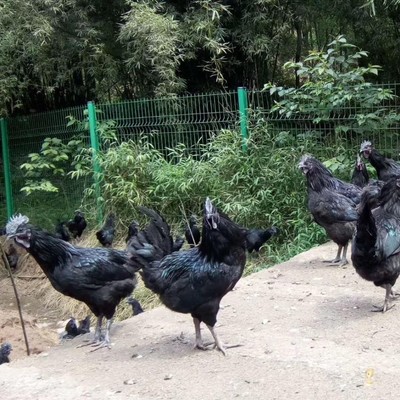 那里有正宗烏骨雞苗 黑烏骨雞苗那里有售 快大黑烏雞苗批發價格