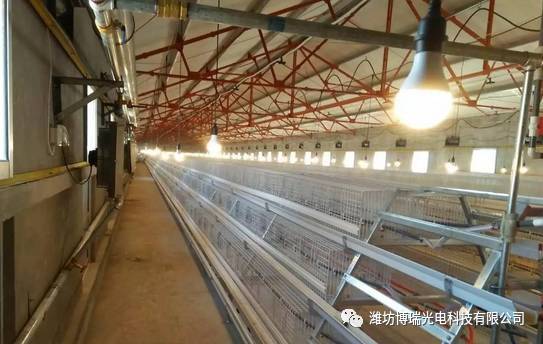 專注家禽養殖照明 從這里了解我們