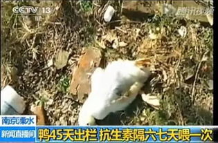 32天出欄18元一只的烤鴨能吃嗎