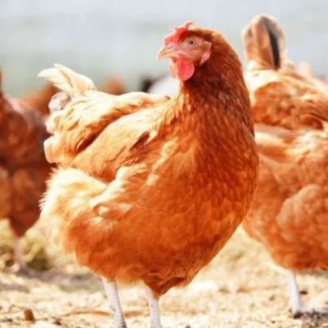 海蘭灰青年雞體重標準 海蘭灰青年雞脛長