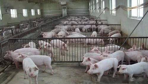 農民在目前市場形勢下,種糧 養豬和牛羊,哪個更賺錢