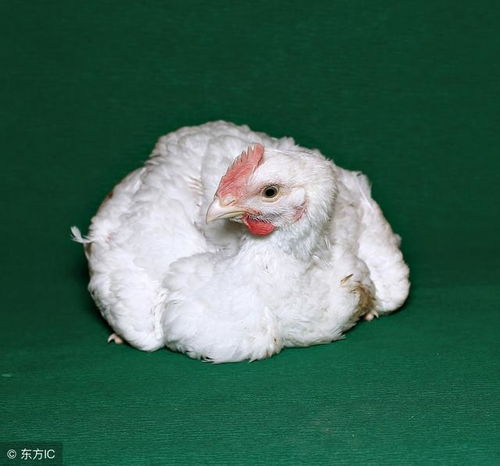 家禽各階段養殖注意事項及各階段疾病防治措施