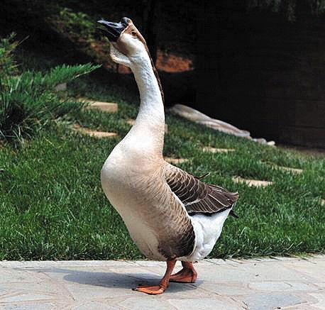 獅頭鵝養殖技術介紹 飼養管理
