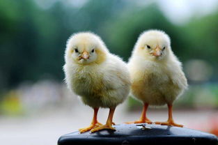 5g是現在不是未來 華為概念率先反擊,低吸是否適宜