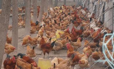 即日起,農村這4樣東西要漲價,價格可觀,家里有的先別著急賣!