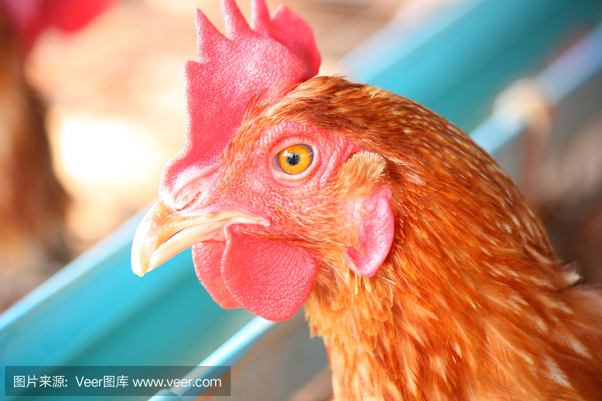 傳統家禽養殖場的雞