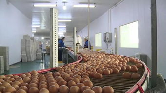 他們慕名來公安,只因這個國家級農業產業化龍頭......