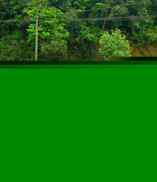 農村散養土雞,家禽家畜,動物攝影,攝影素材,匯圖網